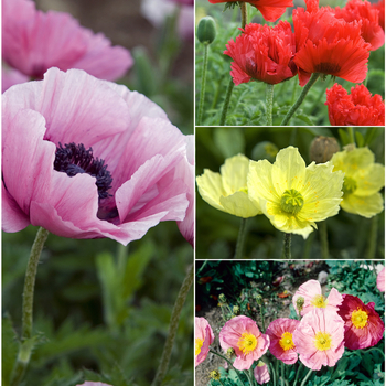 Papaver 'Multiple Varieties' (058558)