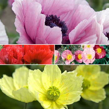 Papaver 'Multiple Varieties' (058559)