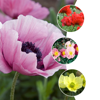 Papaver 'Multiple Varieties' (058560)