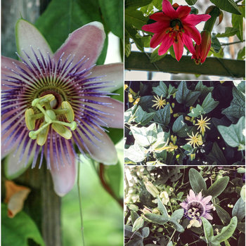 Passiflora serratifolia 'Multiple Varieties' (058634)