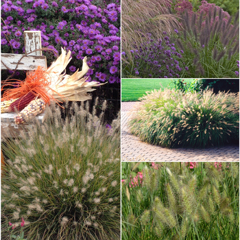 Pennisetum 'Multiple Varieties' (058646)