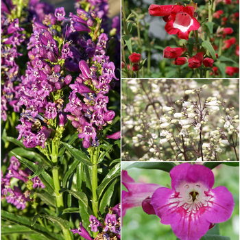 Penstemon 'Multiple Varieties' (058649)