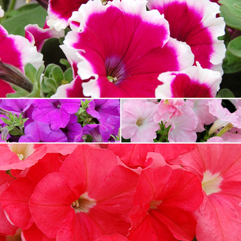 Petunia Symphony™ 'Multiple Varieties' (058653)