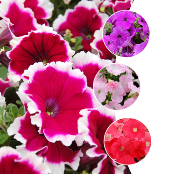 Petunia Symphony™ 'Multiple Varieties' (058654)