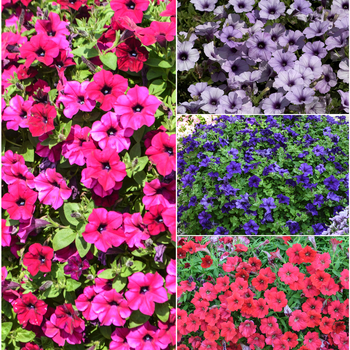 Petunia Surfinia® 'Series' (058655)