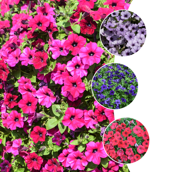 Petunia Surfinia® 'Series' (058657)