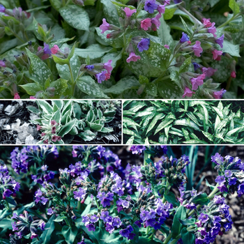 Pulmonaria saccharata 'Multiple Varieties' (058659)