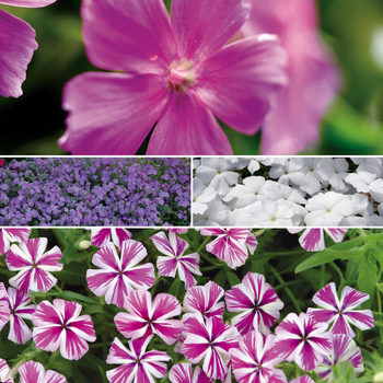 Phlox Intensia® 'Series' (058672)