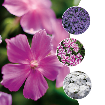 Phlox Intensia® 'Series' (058673)