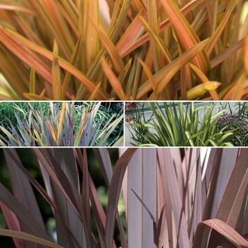 Phormium tenax 'Multiple Varieties' (058675)