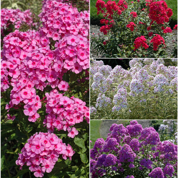 Phlox paniculata '' (058677)