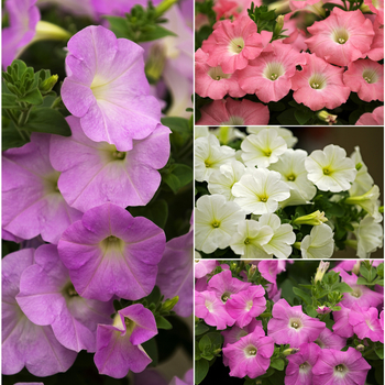 Petunia 'Avalanche Series' (058686)