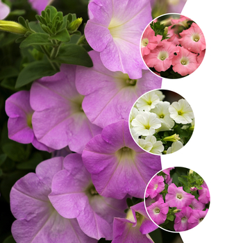 Petunia 'Avalanche Series' (058688)