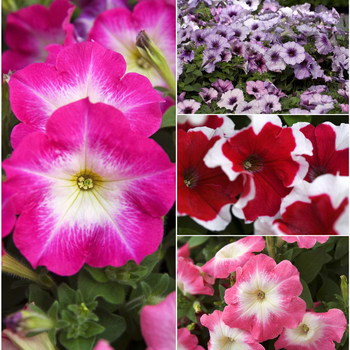 Petunia Madness® 'Series' (058693)