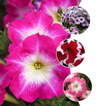 Petunia Madness® 'Series' (058695)