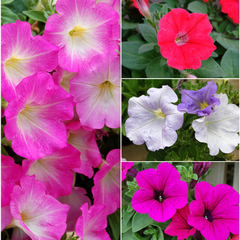 Petunia Opera Supreme™ Series '' (058696)