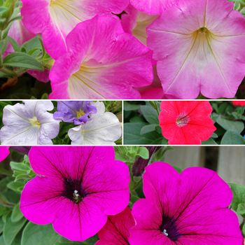 Petunia Opera Supreme™ Series '' (058698)