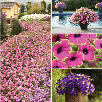 Petunia Supertunia® 'Multiple Varieties' (058700)