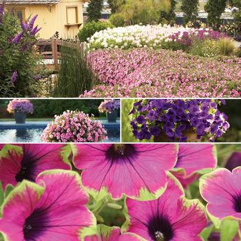 Petunia Supertunia® 'Multiple Varieties' (058701)