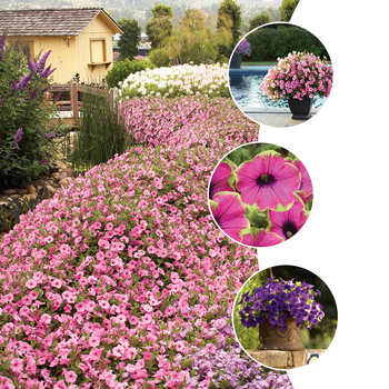 Petunia Supertunia® 'Multiple Varieties' (058702)