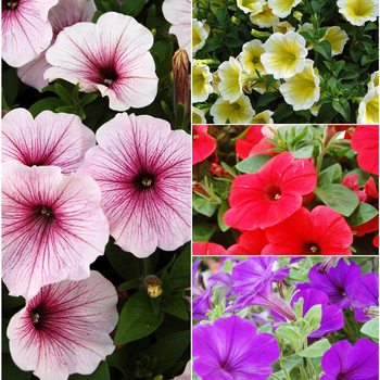 Petunia 'Surprise Series' (058703)