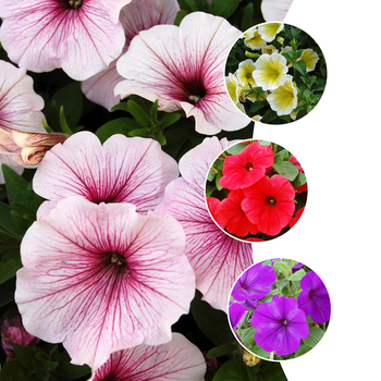 Petunia 'Surprise Series' (058705)