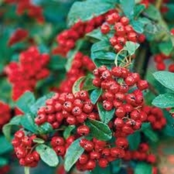 Pyracantha x 'Monelf' 