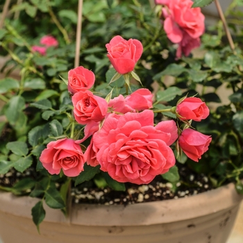 Rosa Balconia® 'Electric' (060080)