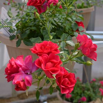 Rosa Balconia® 'Raspberry' (060082)