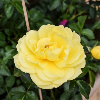 Rosa Balconia® 'Solero' (060083)