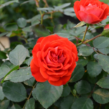 Rosa Veranda® '' (060086)