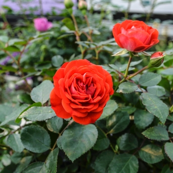 Rosa Veranda® '' (060088)