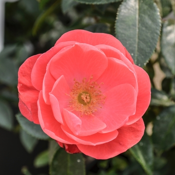 Rosa Kolorscape® 'Cheri™' (060090)