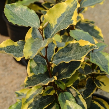 Elaeagnus x ebbingei 'Olive Martini™' (060094)