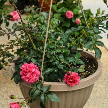 Rosa Balconia® 'Hot Pink' (060103)