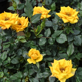 Rosa Garden Treasures™ 'Pieces of Eight™' (060131)