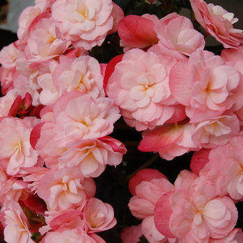 Begonia x hiemalis Dragone 'Champagne' (060362)