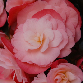 Begonia x hiemalis Dragone 'Champagne' (060363)