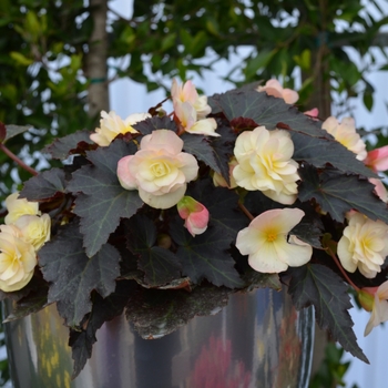 Begonia 'Antique Lemon' (060369)