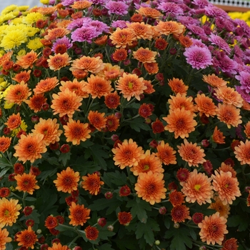 Chrysanthemum x morifolium 'Multiple Varieties' (060377)