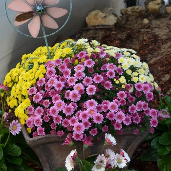 Chrysanthemum x morifolium 'Multiple Varieties' (060379)