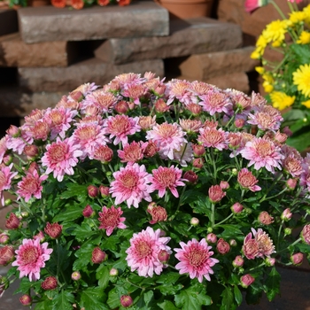 Chrysanthemum x morifolium 'Multiple Varieties' (060380)