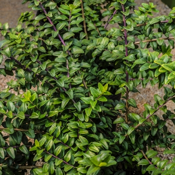 Lonicera nitida 'Ophelia™' (060443)