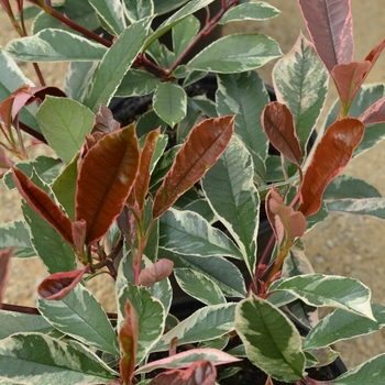 Photinia x fraserii 'Pink Marble®' (060515)