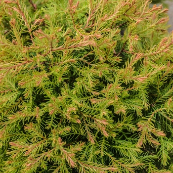 Thuja occidentalis 'Fire Chief™' (060612)