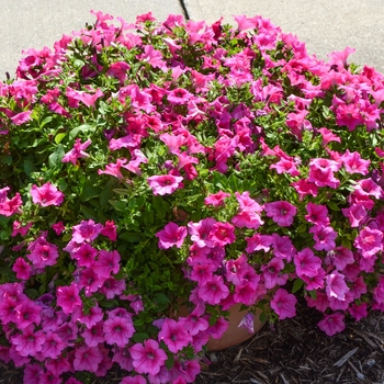 Petunia Surfinia® Trailing '' (060613)