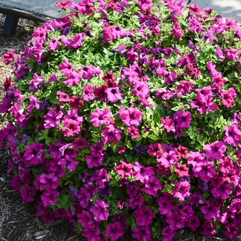 Petunia Surfinia® 'Rose Vein' (060614)