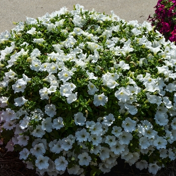 Petunia Surfinia® 'White Improved' (060618)