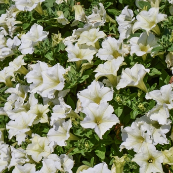 Petunia Surfinia® 'Lime' (060619)