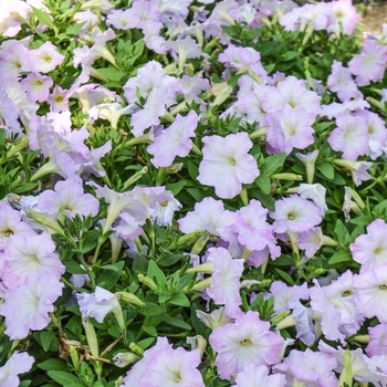 Petunia Trilogy™ Lavender Blush '' (060620)